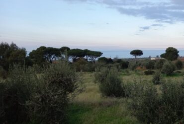 Terreno agricolo Contrada Mezzacampa Terreno agricolo Contrada Mezzacampa